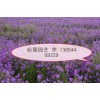 【【精品藍香芥】】婚紗攝影花海新寵藍香芥小苗專業培育基地--@@裕馨園藝