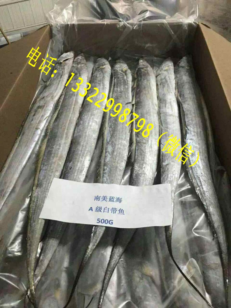 印尼一手進口A級白帶魚/冷凍大帶魚/刀魚
