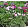 大花秋葵批發：廠家推薦草花市場價格
