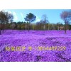 哪里熱賣紫色芝櫻穴盤苗？--裕馨園藝13854489229