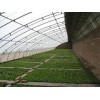 連棟溫室建造|【薦】專業的日光溫室建造