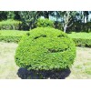 四川黃楊：成都質量好的成都小葉女貞哪里有供應