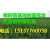 優惠的桃樹苗|河南桃樹苗供應批發
