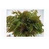 具有口碑的鮮香椿批發(fā)市場(chǎng)推薦——鮮香椿