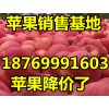 山東優(yōu)質(zhì)紅富士蘋果批發(fā).價格便宜.貨源充足
