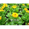 草花價格 弘達園藝設備不二選：金葉女貞經銷商