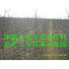 冬棗苗批發，冬棗樹苗多少錢一棵