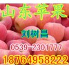 供應(yīng)紅富士蘋果批發(fā)基地 山東蘋果產(chǎn)地現(xiàn)在價(jià)格