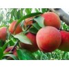 全紅蜜最新資訊_哪里能買到精品全紅蜜