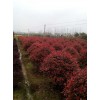 長沙信譽好的8公分紅葉石楠種植移栽哪里有|2公分紅葉石楠價格