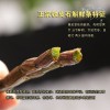 鐵皮石斛價(jià)格|霍山鐵皮石斛供應(yīng)商|六安康順堂