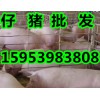 【仔豬價格】山東三元仔豬批發產地多少錢一斤