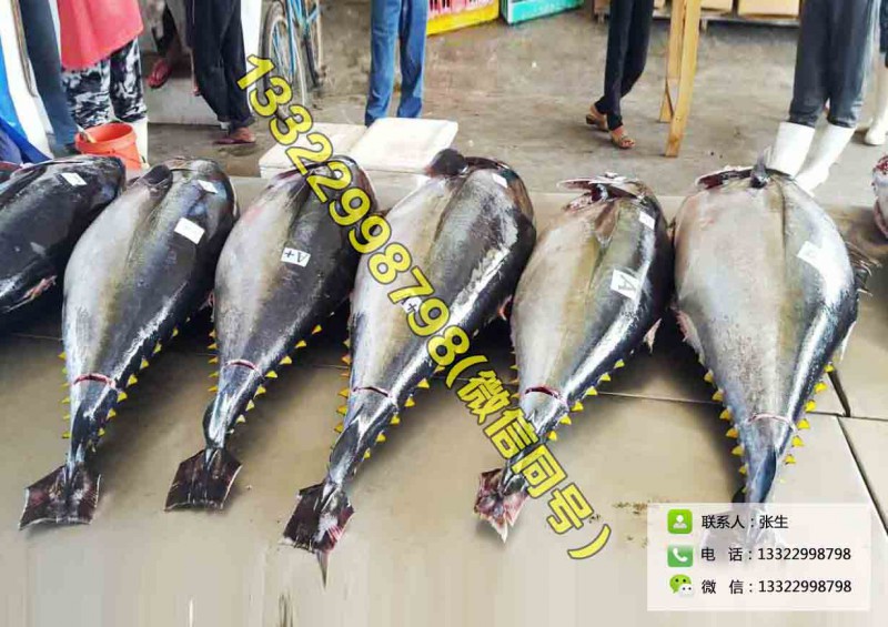 廣東深圳供應藍鰭大目金槍魚