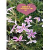優質濰坊芝櫻小苗首推[[裕馨花卉]]——促銷芝櫻專業培育基地