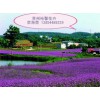 江蘇采購柳葉馬鞭草--哪里供應優質柳葉馬鞭草？？