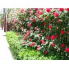 芝櫻基地——哪里有供應芝櫻