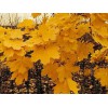 黃金楓、狄波拉、紅點(diǎn)、錦葉欒、火焰衛(wèi)矛、歐洲白樺