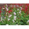 草花公司推薦 弘達園藝設備不二選_大量草花