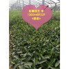 供應山東物超所值的馬鞭草|黑龍江山東柳葉馬鞭草價格