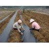 覆蓋黑地膜如何選擇_【信譽廠家】青州市佳和塑料廠 供應黑色地膜 質優價廉