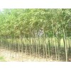 濟南竹柳|麥藍農業科技專注竹柳批發
