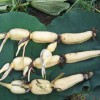 蓮藕食用蓮藕|河北優質荷花苗供應