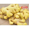 優(yōu)質(zhì)姜黃調(diào)料采購|口碑好的生姜調(diào)料，珍福錦供應