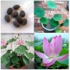 北京蓮藕 優質荷花苗市場價格情況