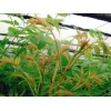 哪里能買到優(yōu)質(zhì)的紅油香椿苗_天津紅油香椿苗