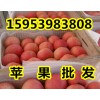 紅富士蘋果批發產地 冷庫紅富士蘋果價格