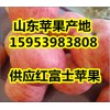 紅富士蘋果產地 紅富士蘋果多錢一斤 紅富士蘋果批發