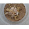 大量求購(gòu)麻蜥蜴壁虎蝎子種苗活體