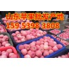 蘋果批發(fā)多少錢一斤山東紅富士蘋果產(chǎn)地價(jià)格