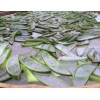 價格優(yōu)惠的蘆薈全葉茶莆田供應(yīng)——福建蘆薈苗