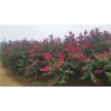 百日紅小苗批發價格 百日紅小苗批發 青苑農業供