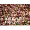 [家順花卉苗木]紅葉甜菜品種優異 紅葉甜菜小苗供貨商