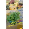 【濰坊值得信賴】的虞美人廠家提供//哪里能買到優(yōu)質(zhì)羽扇豆【？？】
