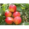 供應香山紅桃苗：新品香山紅桃樹苗，哪里有賣