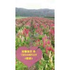 哪里找質量好、品質優的羽扇豆專業供應商；就來@裕馨園藝吧