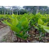天紅一號(hào)蓮霧果樹苗哪里有供應(yīng)_產(chǎn)量高的廣西蓮霧苗