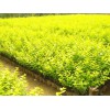 濰坊優(yōu)質(zhì)的金葉女貞·廠家直銷，種植叢生福祿考