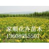 大花萱草哪里有賣的 大花萱草價(jià)格