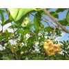 廣西批發(fā)臺(tái)灣大葉紅蓮霧苗：有品質(zhì)的天紅一號(hào)蓮霧果樹苗市場(chǎng)價(jià)格情況