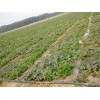 萊蕪農(nóng)用噴灌帶專業(yè)生產(chǎn)廠家  【直銷】 農(nóng)用噴灌帶價格？
