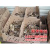 北海雞苗價(jià)格，口碑好的廣西雞苗提供商，當(dāng)屬南寧躍龍禽苗
