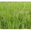 知風草供應商 想要易種植的知風草就來桂竹園藝