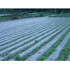 山東規模大的地膜生產基地：淄博地膜