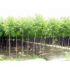 河南重陽木種植 重陽木批發 漯河重陽木 青苑農業供