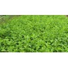 銷量好的月季出售：花海用苗價(jià)格