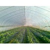 廣西西瓜膜 高質量的西瓜膜華冠塑料供應